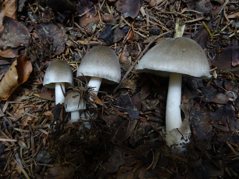 forse: Volvariella caesiotincta